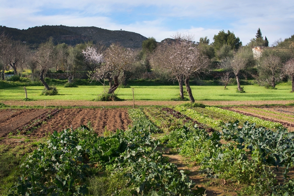Mallorca winter garden with blossoming almonds treeis Mallorca winter garden with blossoming almonds treeis